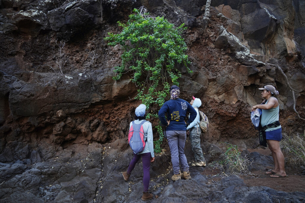A threatened endemic Maiapilo grows upriver from the Protect Kahoʻolawe ʻOhana (PKO) camp Tuesday, Jan. 6, 2026, in Hakioawa. This native plant grows from the side of a river wall upstream from the PKO camp. (Kevin Fujii/Civil Beat/2026)