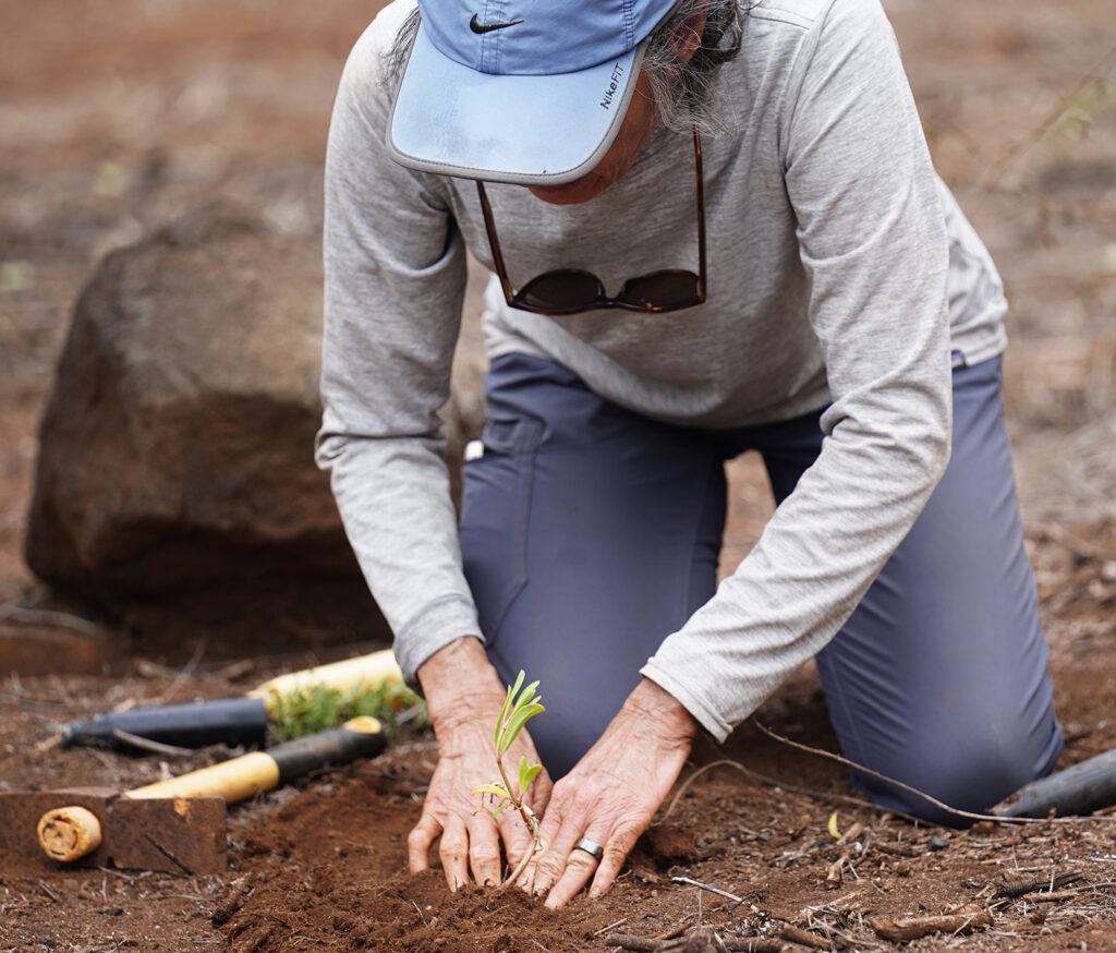 Protect Kahoʻolawe ʻOhana (PKO) Anna Palomino plants an ʻākulikuli  Monday, Jan. 5, 2026, in Hakioawa. PKO celebrates the 50th year of sovereign land. (Kevin Fujii/Civil Beat/2026)