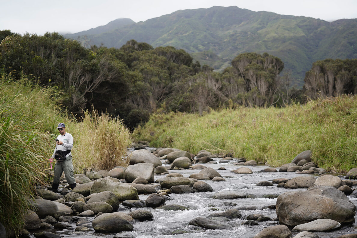 Maui Invasive Species Committee’s Kayani Singh places a vial to collect little fire ants in the Waihe'e Coastal Dunes and Wetlands Refuge for little fire ants Tuesday, Jan. 13, 2026, in Waihee-Waiehu. (Kevin Fujii/Civil Beat/2026)