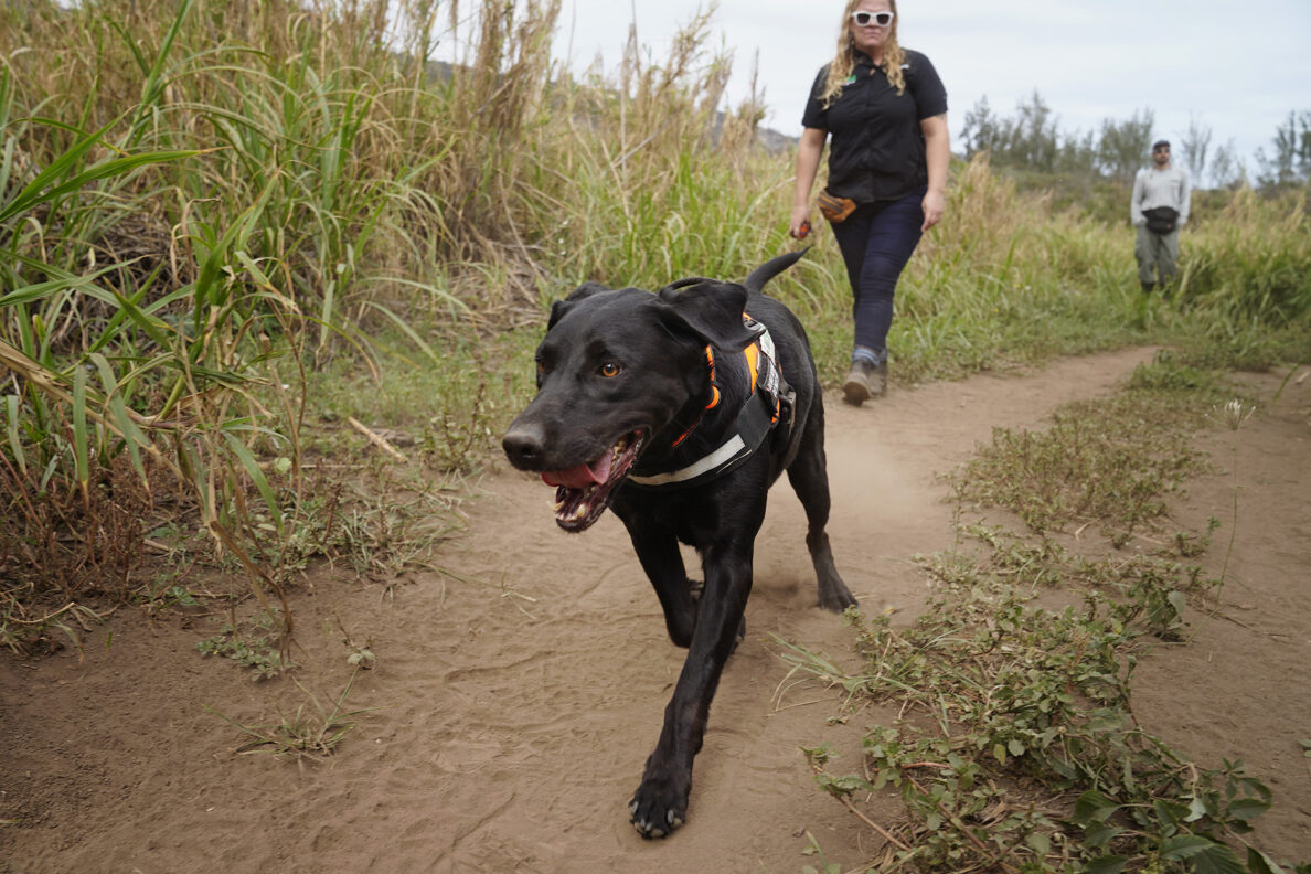 Maui Invasive Species Committee’s little fire ant detection dog Freddie hunts down the scent of the invasive ants with handler Trisha Dillenburg and Kayani Singh in tow at the Waihe'e Coastal Dunes and Wetlands Refuge Tuesday, Jan. 13, 2026, in Waihee-Waiehu. (Kevin Fujii/Civil Beat/2026)