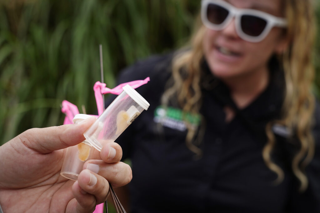 Maui Invasive Species Committee’s Kayani Singh shows Trisha Dillenburg a vial with one little fire ant in the Waihe'e Coastal Dunes and Wetlands Refuge for little fire ants Tuesday, Jan. 13, 2026, in Waihee-Waiehu. (Kevin Fujii/Civil Beat/2026)