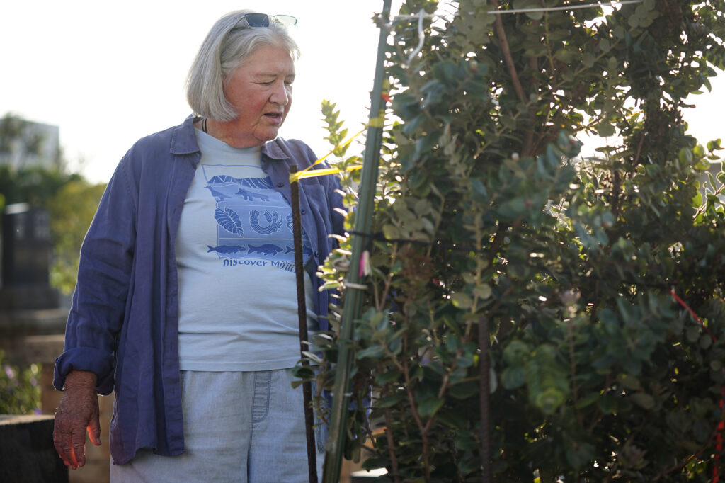Laura Ruby talks about this ʻōhiʻa tree she planted at the Mōʻiliʻili Japanese Cemetery Friday, Jan. 9, 2026, in Honolulu. Ruby opposes the pedestrian bridge over the Ala Wai Canal connecting Mōʻiliʻili and Waikīkī. (Kevin Fujii/Civil Beat/2026)