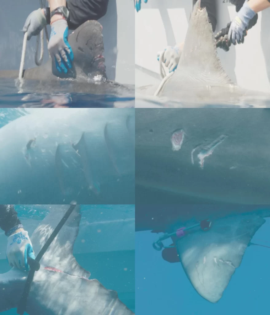 Evidence of recent mating behaviors on female tiger sharks. (Photo Credit: Cory Fults)