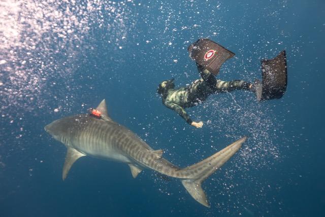 Paige Wernli swims with a tagged adult tiger shark. (Courtesy: Cory Fults)