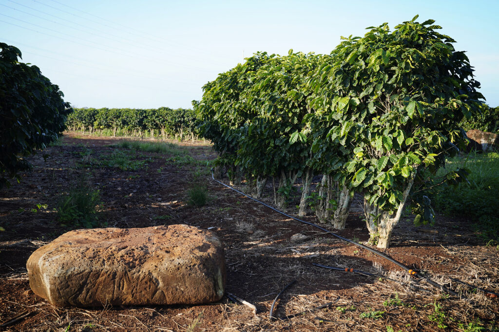 Coffee trees at the Kauaʻi Coffee Company are photographed Tuesday, Jan. 20, 2026, in Kalāheo. It’s reported Kauaʻi Coffee’s lease was not renewed. (Kevin Fujii/Civil Beat/2026)