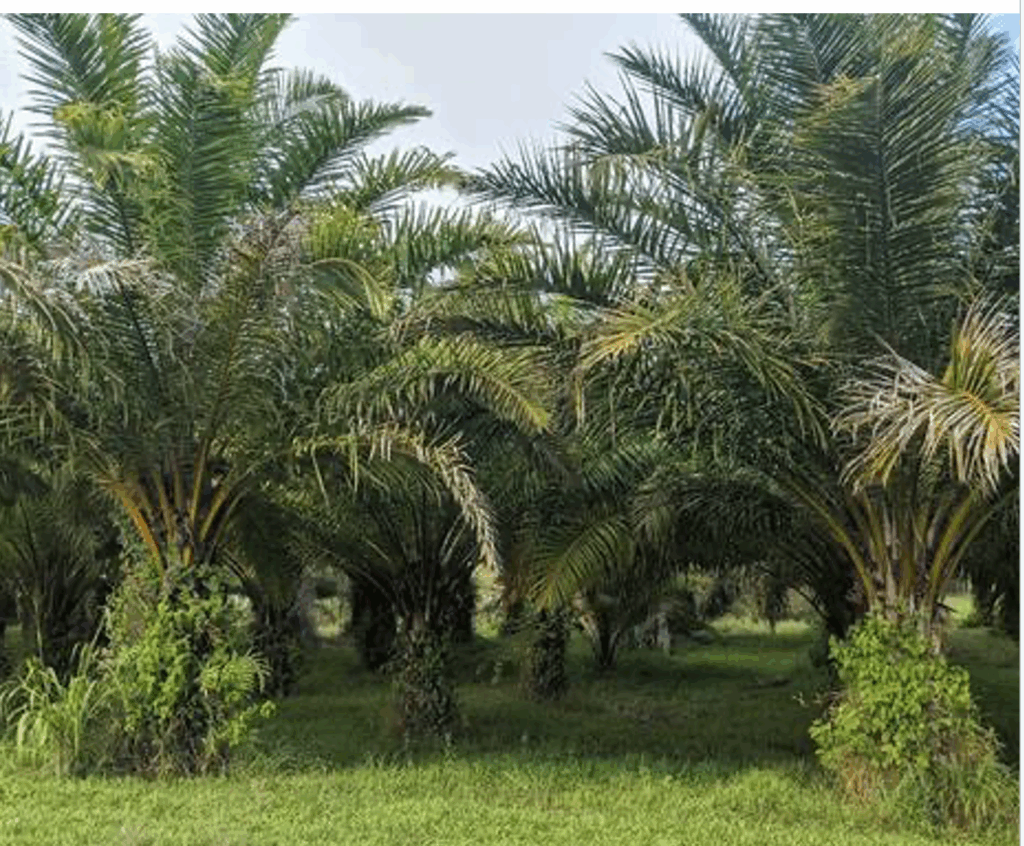 How An Oil Seed Industry Can Foster A New Bioeconomy