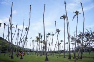 Coconut Rhinoceros Beetles Are Attacking A Popular Kaua‘i Golf Course