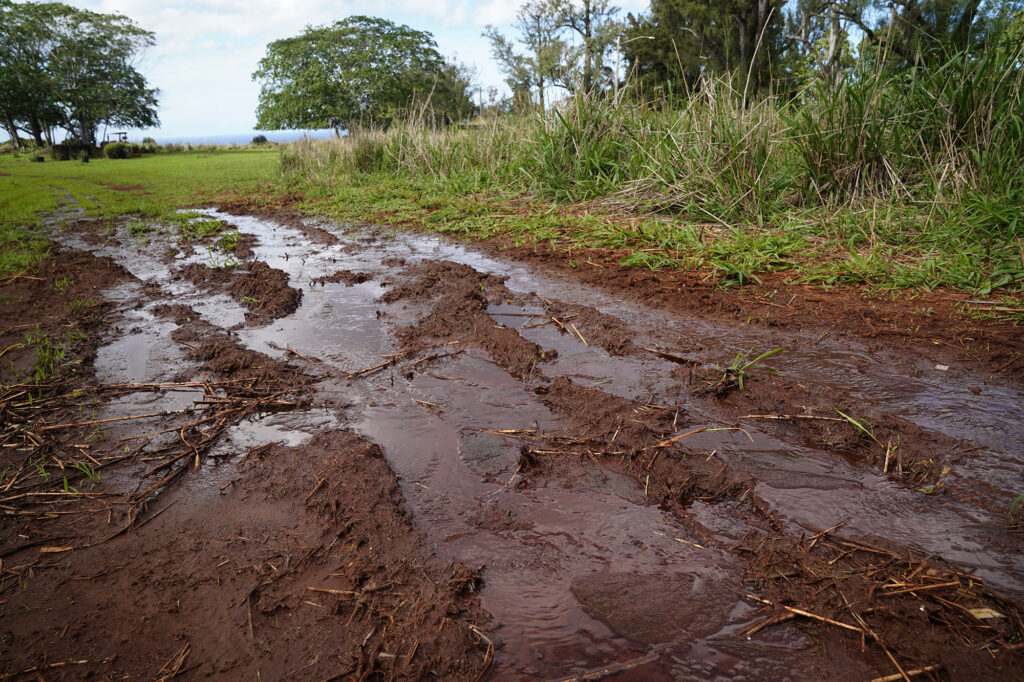 Charles Huang’s North Shore agricultural land floods Friday, Jan. 23, 2026, in Waialua. (Kevin Fujii/Civil Beat/2026)