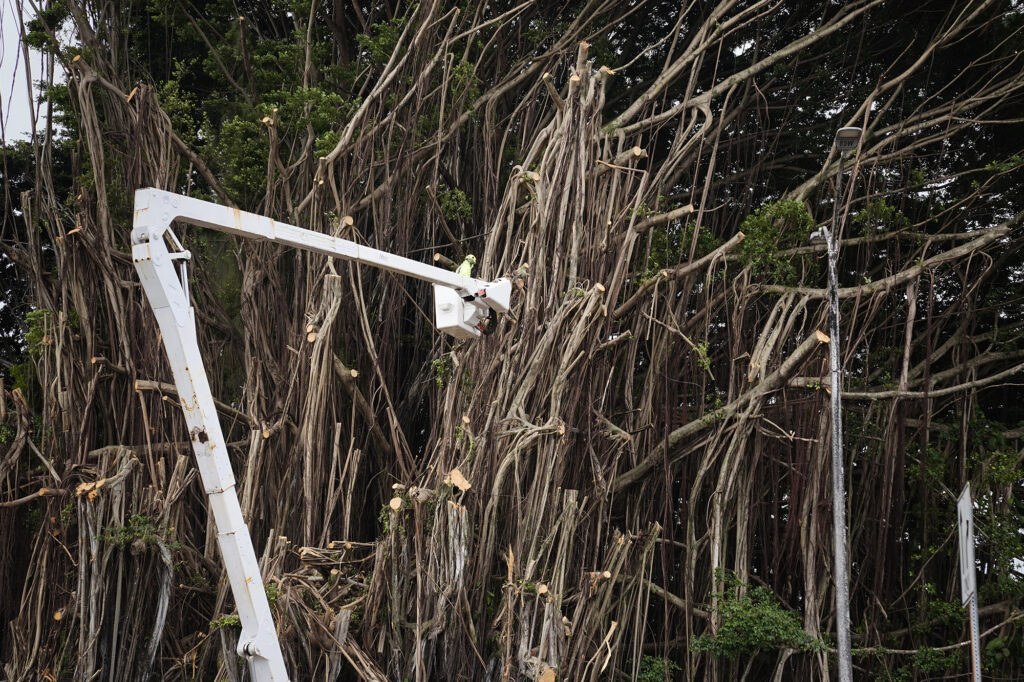A worker trims a banyan tree on Banyan Drive Thursday, Feb. 5, 2026, in Hilo. State legislators are pushing to revitalize this once bustling area. (Kevin Fujii/Civil Beat/2026)