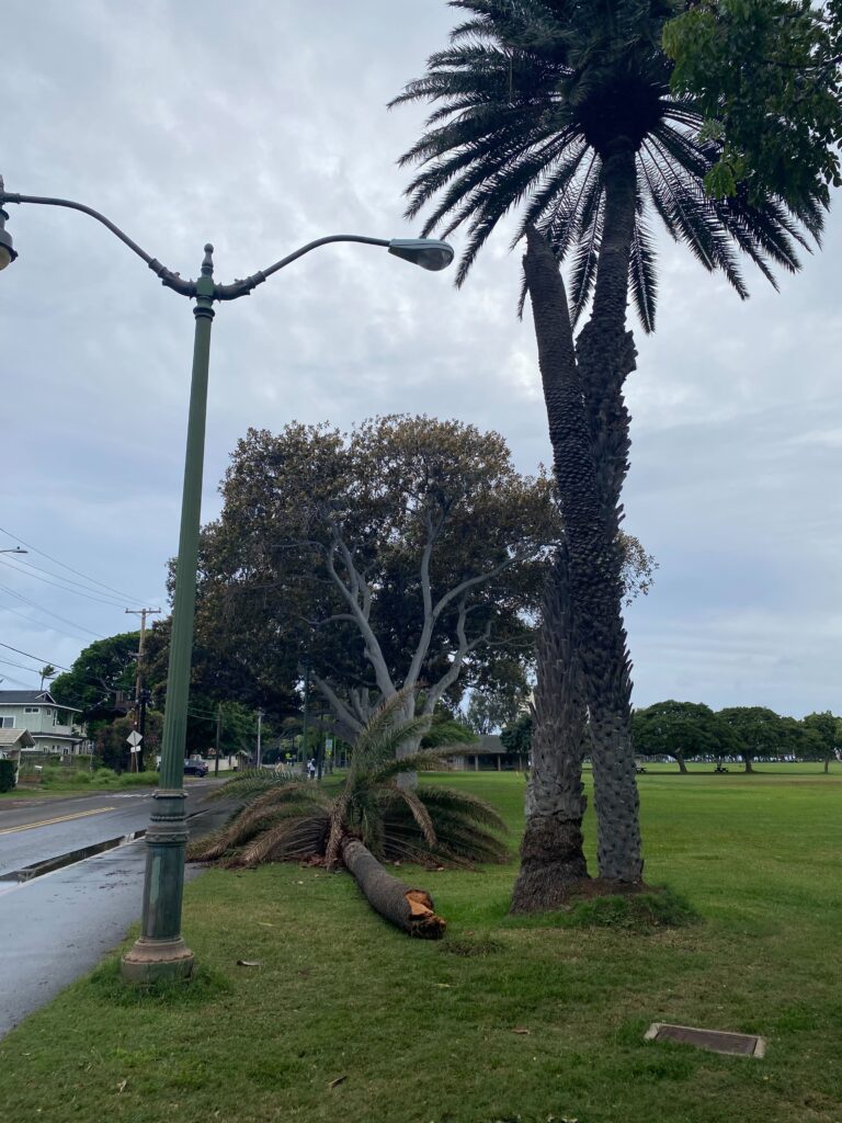 Downed trees at Kapiʻolani Park