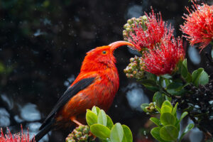 Beth Fukumoto: The Important Science Of Hakalau Forest