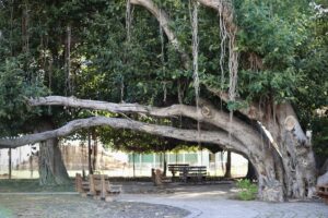 Lahaina’s Famed Banyan Tree Still ‘In The ICU’