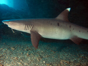 A gray shark with a white-tipped dorsal fin and a fishing hook visible in its mouth.