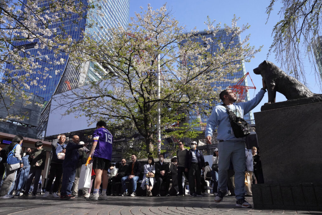 People gather near a statue of a Japanese Akita dog named "Hachiko," a meeting spot of Shibuya shopping district, with the cherry blossoms in full bloom in Tokyo, Wednesday, April 10, 2024. (AP Photo/Eugene Hoshiko)