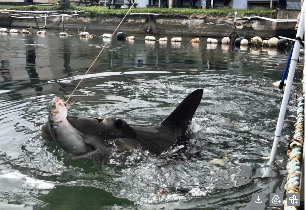 A shark in a captive area bits a bait fish off a line.