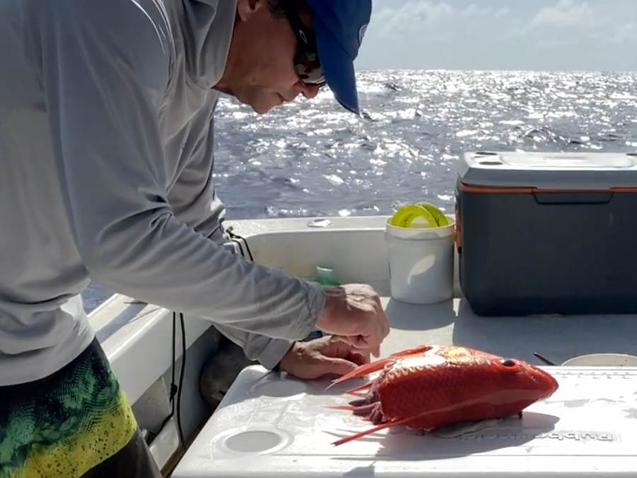 A fisherman on a boat examines and swabs the ripped head of a fish.