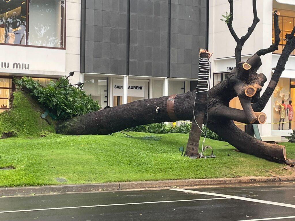 An uprooted tree with its branches cut off sits behind caution tape in front of the Luxury Row area of Kalākaua Ave. in Waikīkī.