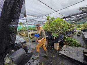 North Shore Oʻahu Farmers Search For Answers In The Kona Storm Wreckage