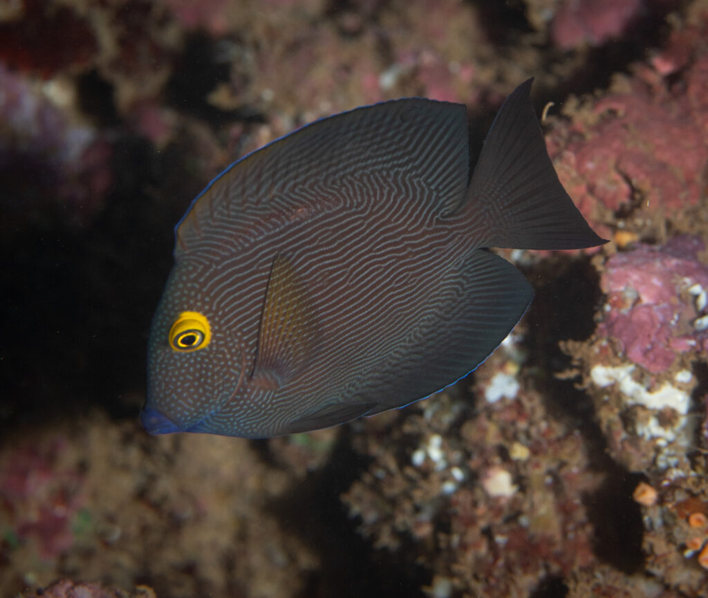 Kole, or goldring surgeonfish, have been the second most popular reef fish collected in Hawaii for aquarium enthrusiasts.