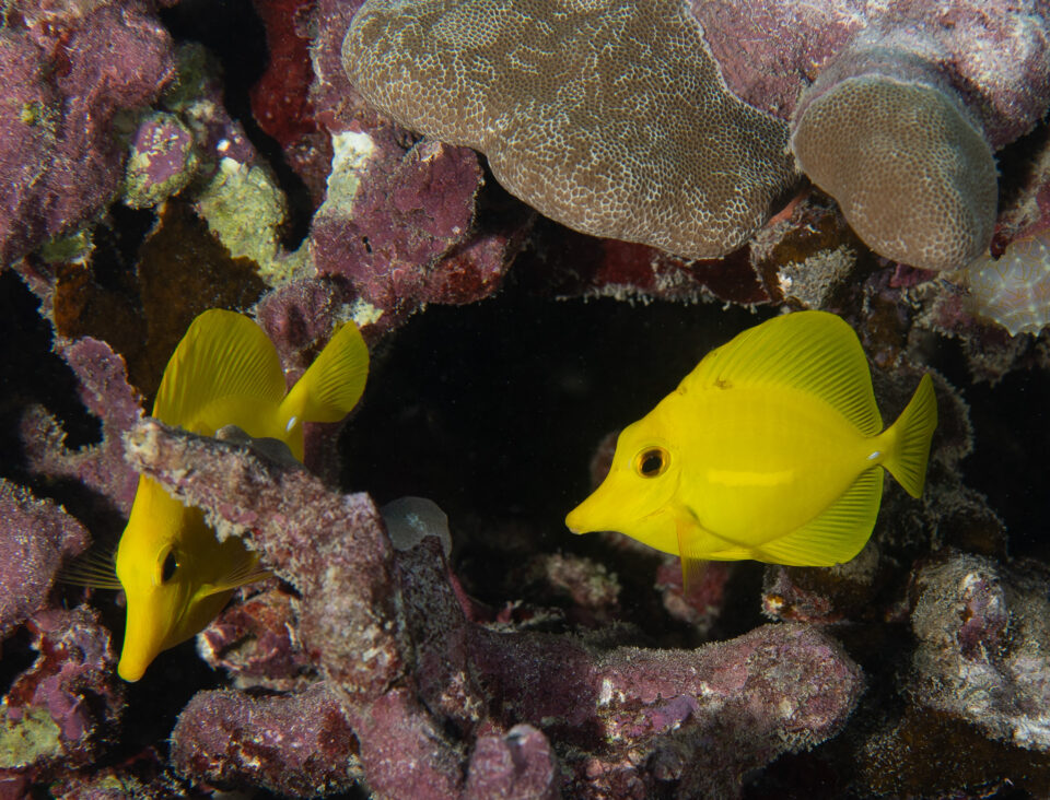 Two yellow fish hiding among coral