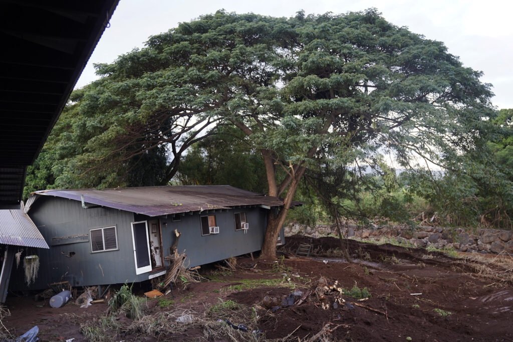 An invasive albizia tree stopped more Otake Camp homes from washing into the Kaukonahua Stream photographed Wednesday, March 25, 2026, in Waialua. The former plantation residential neighborhood received damage from the second Kona Low storm. (Kevin Fujii/Civil Beat/2026)