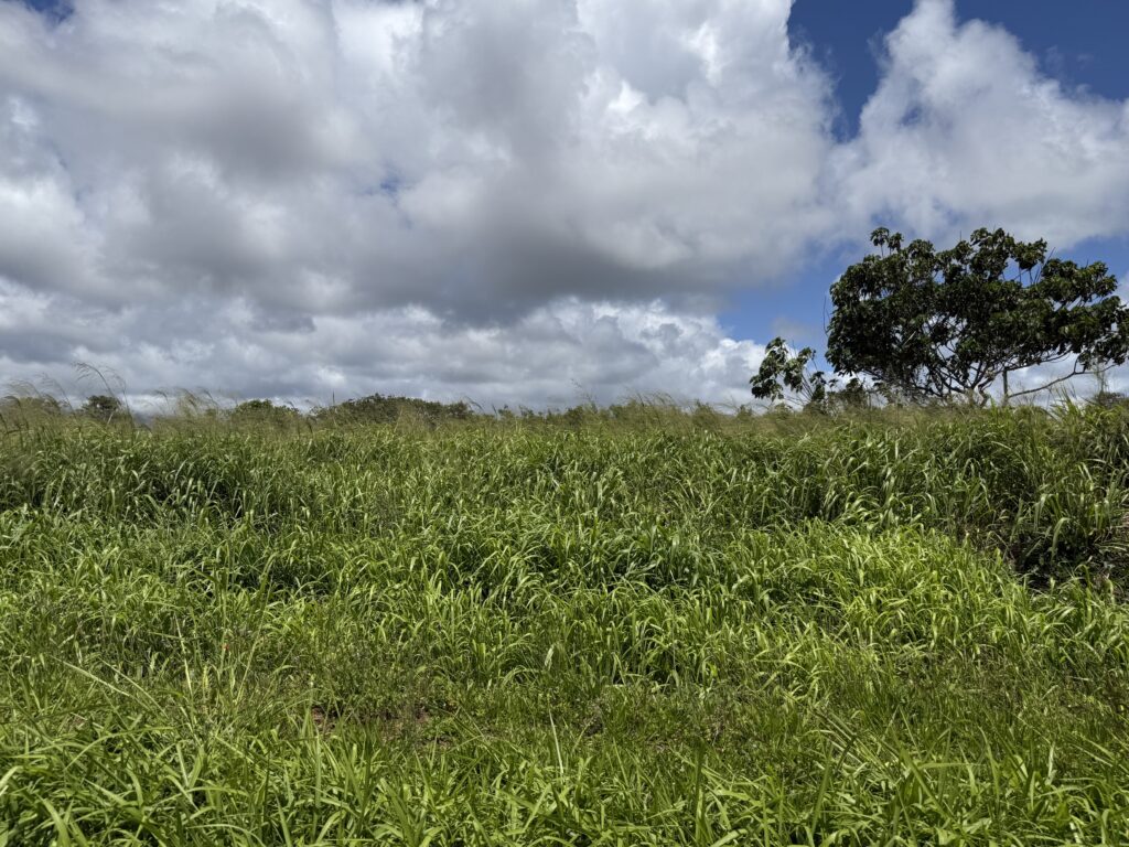 A field of guinea grass with a large tree in the background, with a cloudy sky.