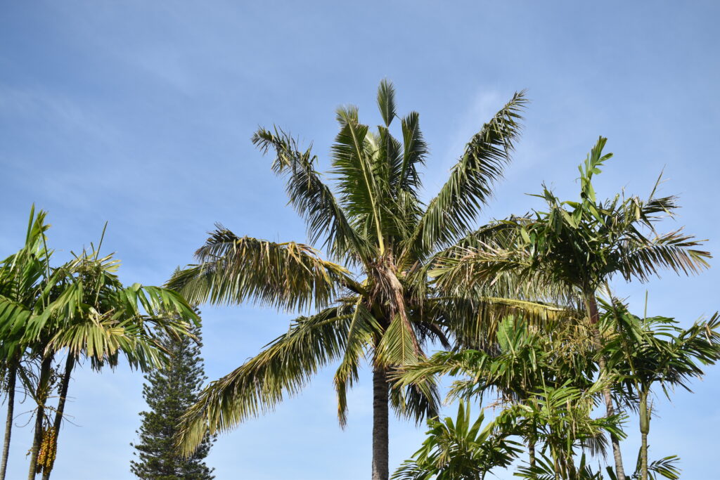 A palm tree with v-shaped cuts in several of its leaves. Beside it are other palm trees.