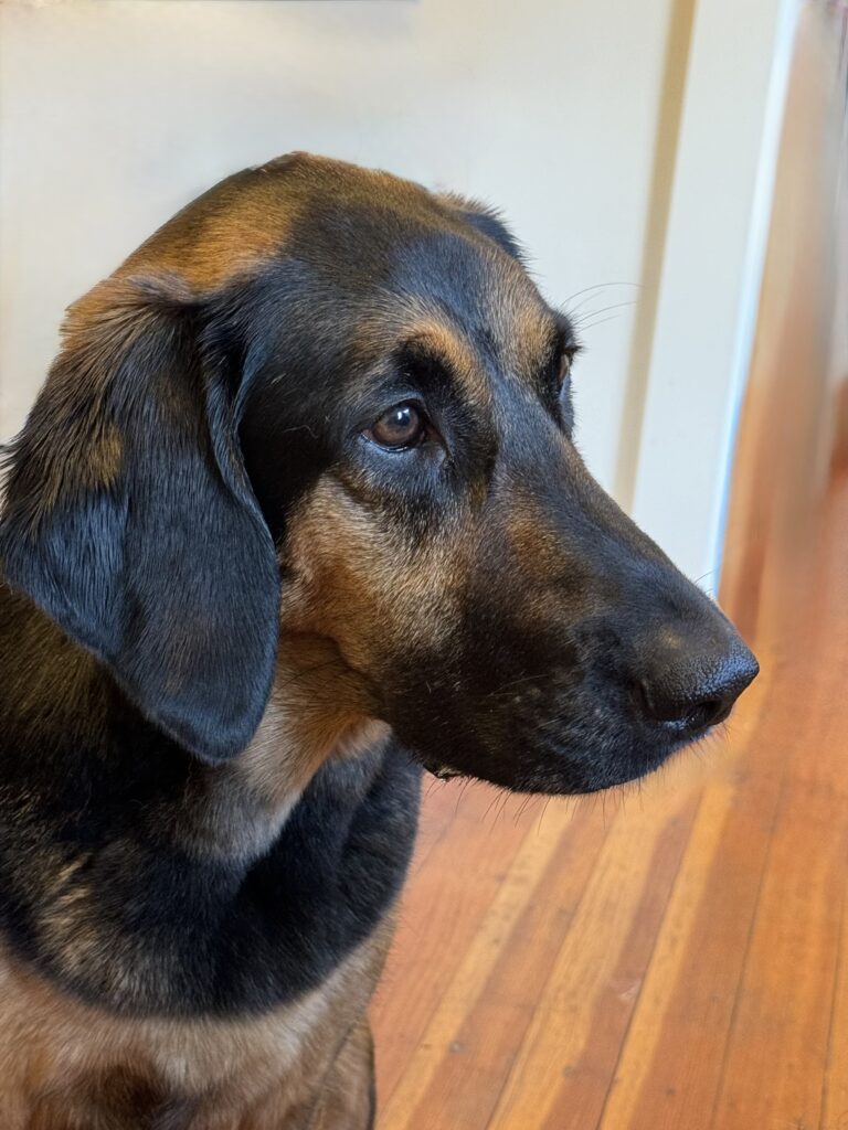 Bella, Brandon Bulman's dog before the attack in March. (Brandon Bulman)
