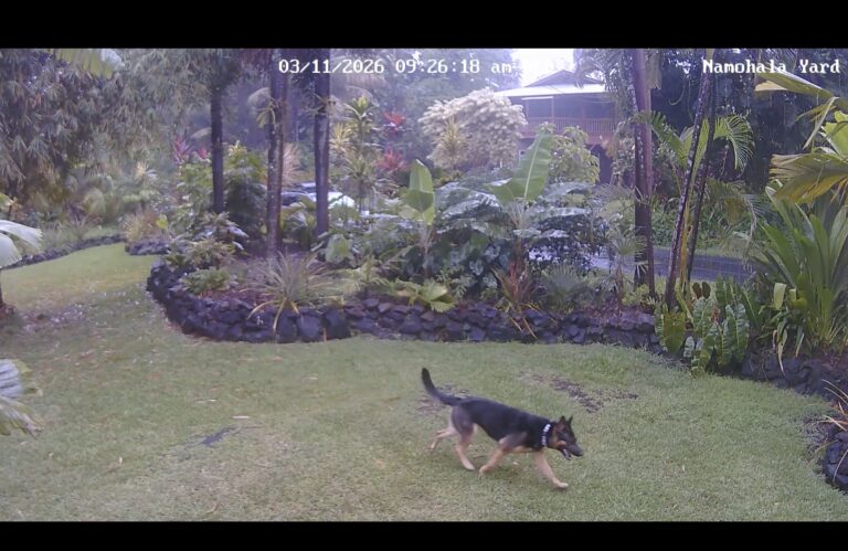 A German shepherd was caught on a home security camera roaming Brandon Bulman's yard in March. (Courtesy: Brandon Bulman/2026)