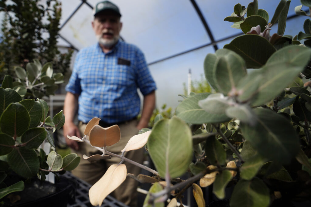 An ʻōhiʻa begins to show rapid ʻōhiʻa death signs says University of Hawaiʻi Mānoa’s J.B. Friday, an Extension Forester, Tuesday, April 11, 2026, in Hilo. Friday works with federal research facilities which will be closed according to the U.S. Forest Service, threatening research to prevent rapid ʻōhiʻa death and biosecurity. (Kevin Fujii/Civil Beat/2026)