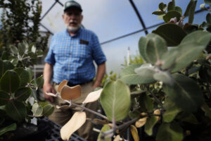 ʻŌhiʻa Trees, Invasive Species: Years Of Research Could Be Lost