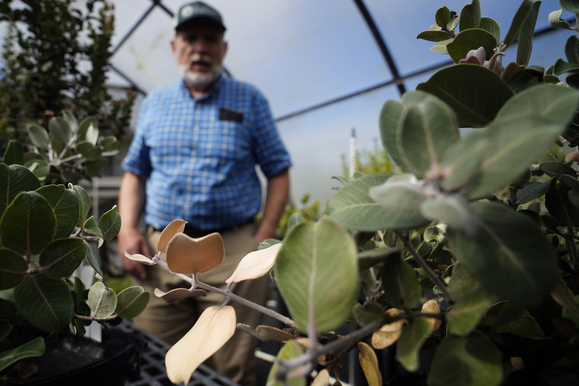 ʻŌhiʻa Trees, Invasive Species: Years Of Research Could Be Lost