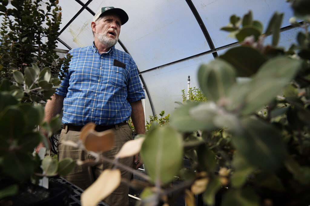 An ʻōhiʻa begins to show rapid ʻōhiʻa death signs says University of Hawaiʻi Mānoa’s J.B. Friday, an Extension Forester, Tuesday, April 11, 2026, in Hilo. Friday works with federal research facilities which will be closed according to the U.S. Forest Service, threatening research to prevent rapid ʻōhiʻa death and biosecurity. (Kevin Fujii/Civil Beat/2026)