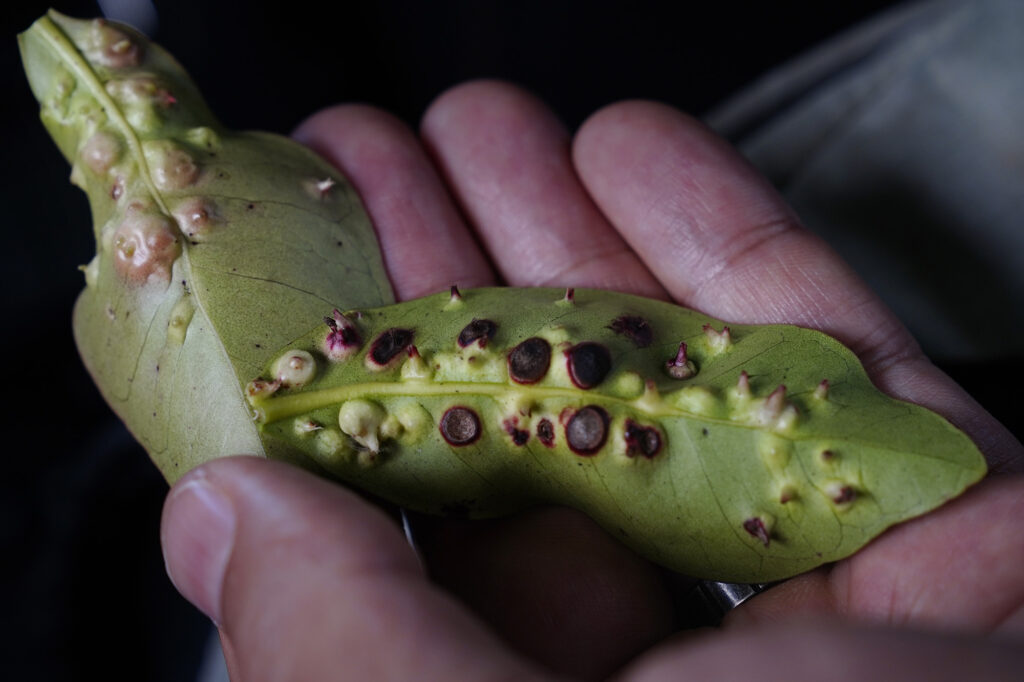 These strawberry guava infected with gall wasps as a bio-control measure are photographed Tuesday, April 11, 2026, across Puna, Hawaiʻi island. (Kevin Fujii/Civil Beat/2026)