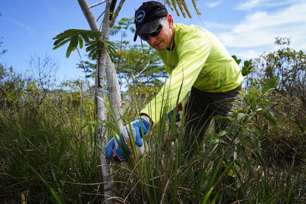 Dustin Swan, Big Island Invasive Species Committee Forest Response Coordinator, applies Milestone Speciality herbicide to kill an invasive albizia tree Tuesday, April 11, 2026, across Puna, Hawaiʻi island. (Kevin Fujii/Civil Beat/2026)