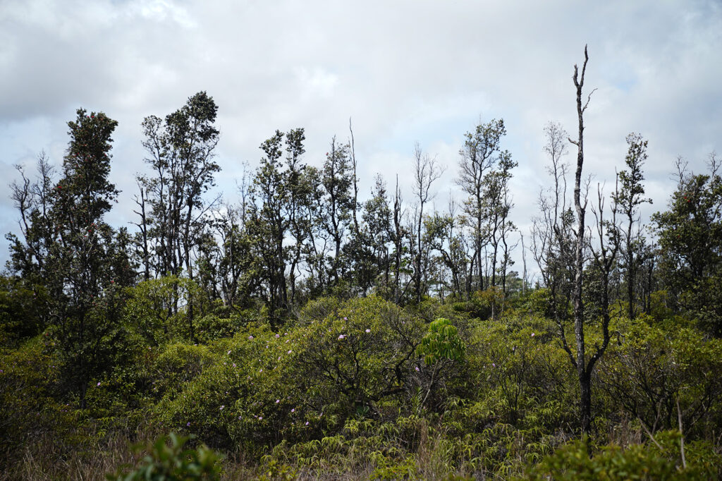 Living and dead ʻōhiʻa rise toward the sky Tuesday, April 11, 2026, across Puna, Hawaiʻi island. Federal research facilities will be closed according to the U.S. Forest Service, threatening research to prevent rapid ʻōhiʻa death and biosecurity. (Kevin Fujii/Civil Beat/2026)