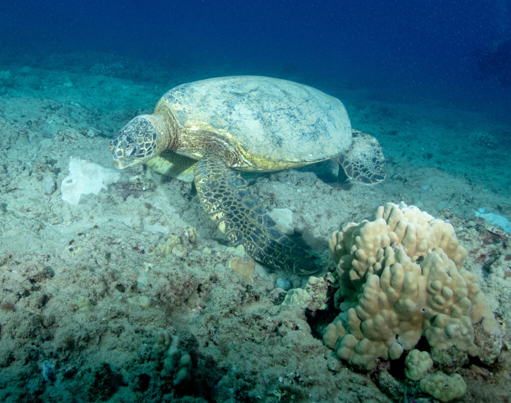 Green sea turtle feeding off Kahe Point April 28, 2024. (Craig Fujii/Civil Beat/2024)