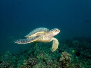 Green sea turtle off Point Panic on Oahu January 20, 2024. (Craig Fujii/Civil Beat/2024)