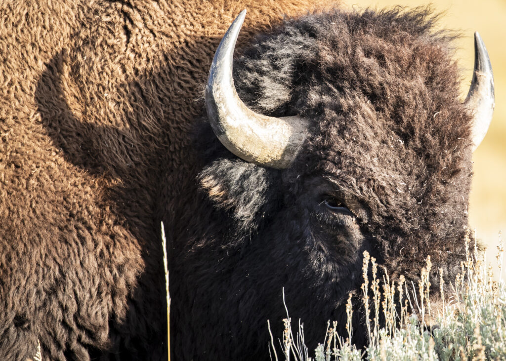 An American bison in Wyoming. (Nathan Eagle/Civil Beat/2023)
