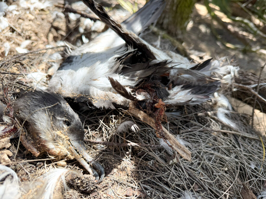 Feral cats are suspected of killing 168 wedge-tailed shearwaters, an endemic seabird called ‘ua‘u kani in Hawaiian, on the South Shore of Kaua‘i. (Courtesy: Andre Raine/2026)