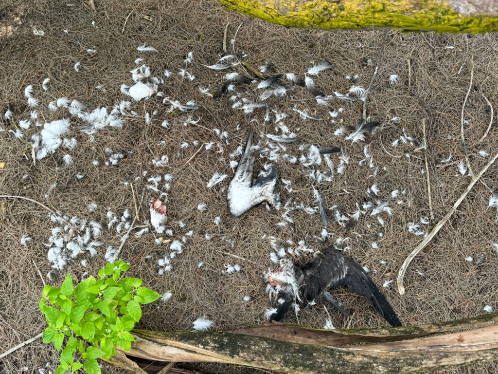 Feral cats are suspected of killing 168 wedge-tailed shearwaters, an endemic seabird called ‘ua‘u kani in Hawaiian, on the South Shore of Kaua‘i. (Courtesy: Andre Raine/2026)