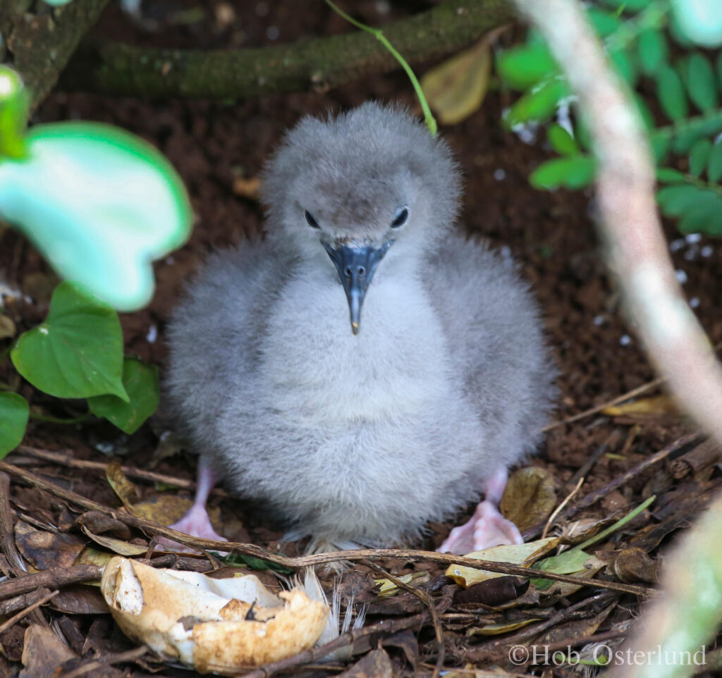 A 1-week-old wedge-tailed shearwater chick, or ‘ua‘u kani. (Courtesy: Hob Osterlund/2016)