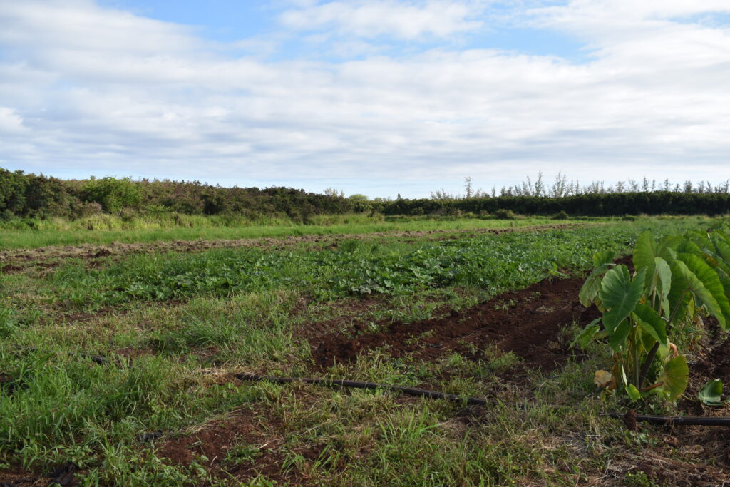Rows of pumpkin grow next to rows of taro in a Kekaha field on Kaua‘i.