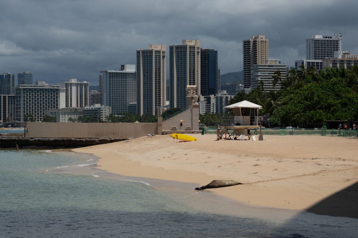 Away from the maddening crowds, Kaiwi (RK96) and her pup rest at Kaimana Beach May 5, 2026. (Craig Fujii/Civil Beat/2026)