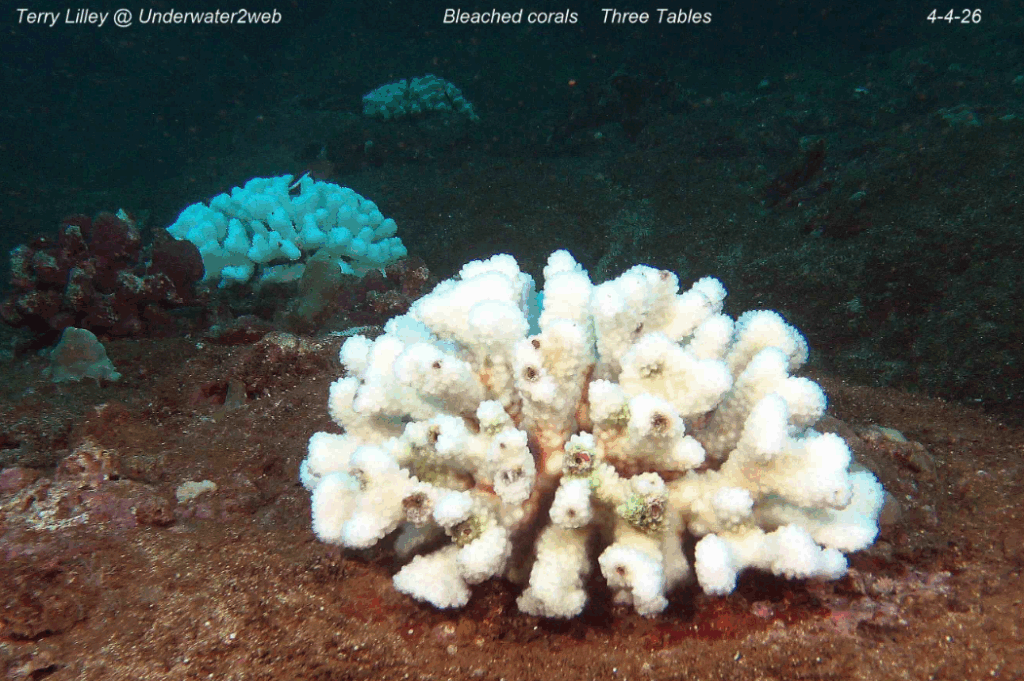 A photo shows stark white coral that's bleached after the Kona low storms.