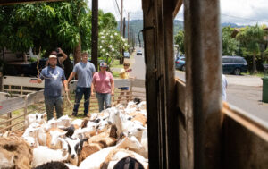 Honolulu Homeowners Turn To Goats, Sheep To Mow Yard Ahead Of Fire Season