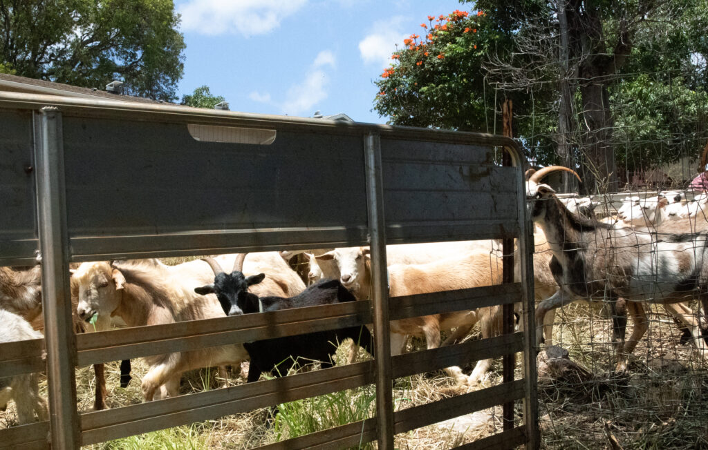 Kaimukī after the animals ate down almost 6 feet of dense overgrowth. Kaimukī locals relished the opportunity to have livestock so close by, preferring the odd bleat to the constant whirr of weed whackers. Oʻahu Grazers ran about 70 ungulates on a 10,000 square foot property for three days. The animals grazed down approximately six feet of dense brush.