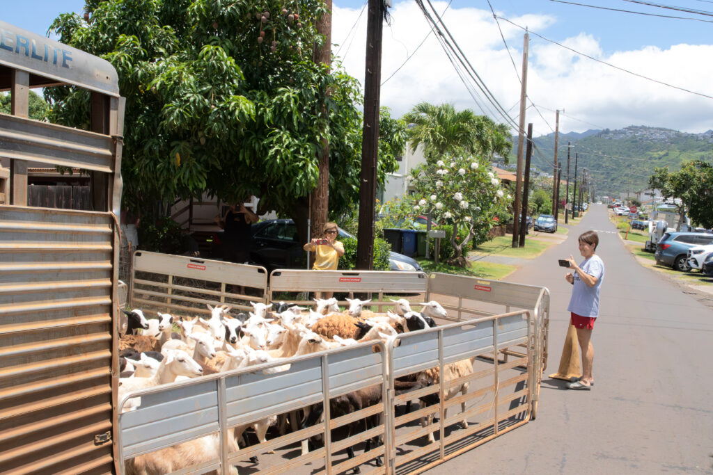 Kaimukī locals relished the opportunity to have livestock so close by, preferring the odd bleat to the constant whirr of weed whackers. Oʻahu Grazers ran about 70 ungulates on a 10,000 square foot property for three days. The animals grazed down approximately six feet of dense brush.