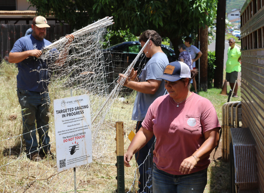 Raia Olsen of Oʻahu Grazers, with husband Dan Olsen and worker River XXXX, disassemble the electric fence that kept approximately 70 goats and sheeps contained on an overgrown property in the middle of Kaimukī. It took three days for the animals to eat well over 2,000 cubic yards of overgrowth before being hauled back to their home on the North Shore.