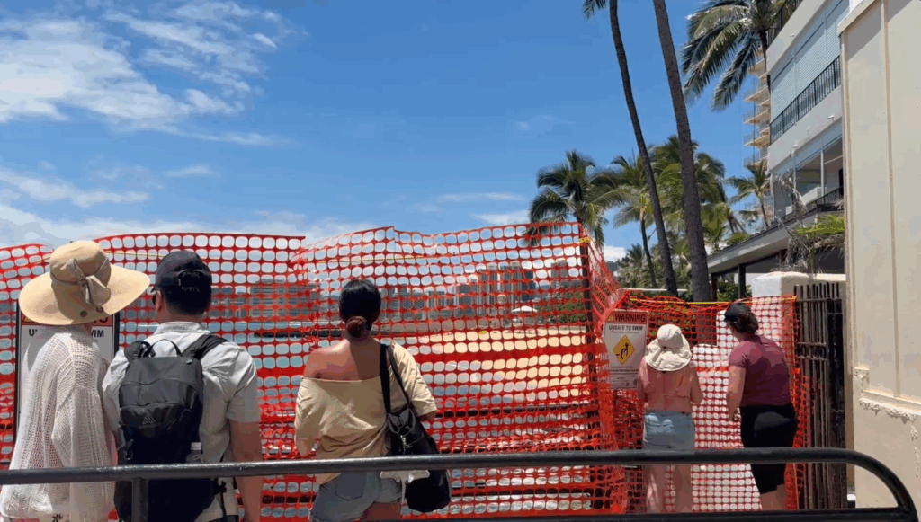 Crowd watching Hawaiian monk seals behind protective red barrier May 7, 2026
